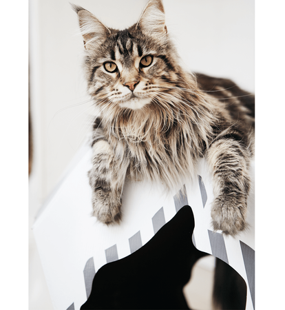 MIA house with cardboard mat