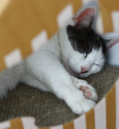 MIA house with cardboard mat