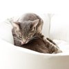 OTI white Cat Bed