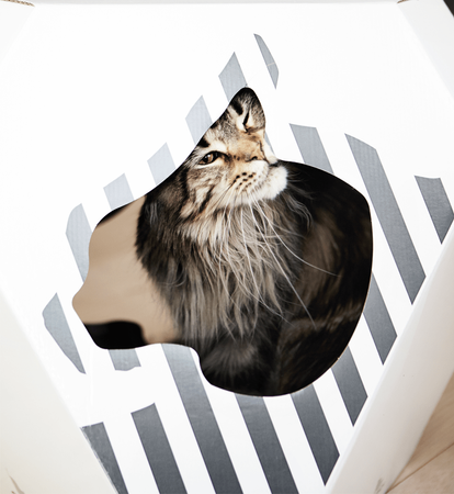 MIA house with cardboard mat