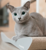 Scratcher TOBI grey